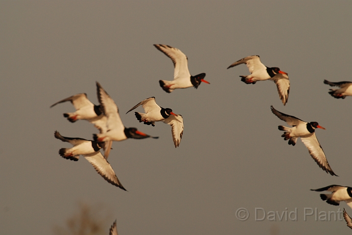 Oystercatcher flock - F.JPG - Oystercatcher flock flying - Norfolk